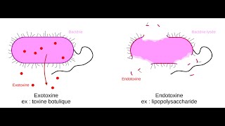 quelle est la différance entre lendotoxine et lexotoxine [upl. by Aram]