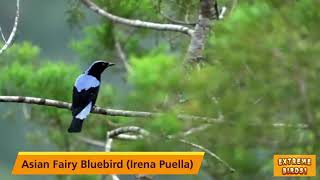 Asian Fairy Bluebird Irena Puella  Asian Fairy Bluebird Call [upl. by Lyrad363]