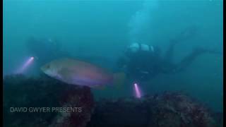 Divers Down Swanage  The Valentine tanks BSAC Spirit [upl. by Ancel888]