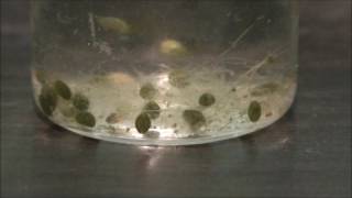 Ostracods swimming [upl. by Bergen845]