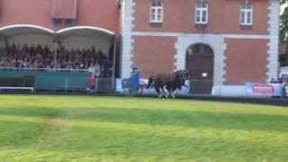 Römerwagen Abschluss  Hengstparade 03102015 Landgestüt Celle [upl. by Aener]