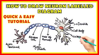 How to Draw Neuron cell diagram easily  Easy Drawing of Neuron cell  step by step method [upl. by Keung]