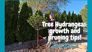 Transform Your Garden with Elegant Tree Hydrangeas growth and pruning tips [upl. by Aloise]