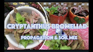 CRYPTANTHUS BROMELIADS Propagation amp BEST SOIL MIX [upl. by Jerome90]