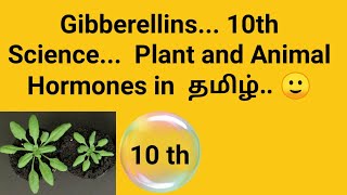 Gibberellins 10th Science Plant and animal hormones in tamil🙂 [upl. by Dlorag]