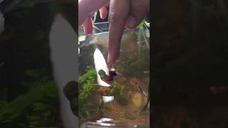 hand feeding mosquitoes to my betta fish bettafish fishtank siamesefightingfish shorts betta [upl. by Gerstein245]