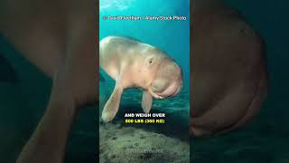 Dugong  The Real Life Mermaid [upl. by Anomas]