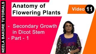 Anatomy of Flowering Plants  NEET  Secondary Growth in Dicot Stem  Part 1  Neela Bakore Tutorial [upl. by Eirojam237]