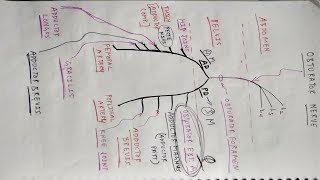 Obturator Nerve  Lower Limb Anatomy  TCML [upl. by Gibun542]