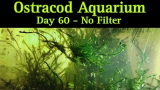 Swarming Seed Shrimp  Nano Aquarium Culture [upl. by Tterag]