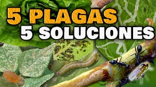 5 PLAGAS en las Plantas y sus INSECTICIDAS CASEROS  ELIMINA las Moscas Blancas Pulgones Orugas [upl. by Nared133]