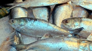 Fishers join together to save hilsa national fish of Bangladesh [upl. by Dotson]