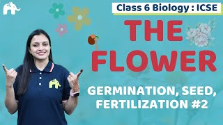 The Flower Class 6 ICSE Biology Chapter 2  Selina  Germination Seed Fertilization 2 [upl. by Kcirrej]