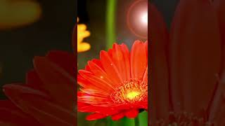 জারবেরা ফুল চাষ । Gerbera Flower Farming [upl. by Nahtanha499]