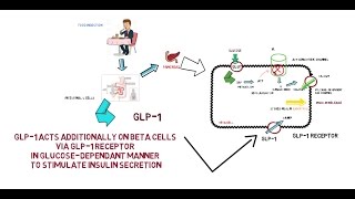 GLP1  Mechanism of Action [upl. by Supen683]