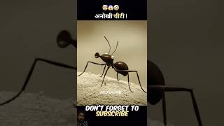 This unique ant with 1000 iQ factsinhindi story ants shorts movie crazyxyz animatedmovie [upl. by Mcgaw426]