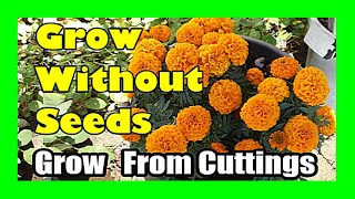 Grow Marigold From Cutting Propagate Marigold Without Seeds [upl. by Acenom816]