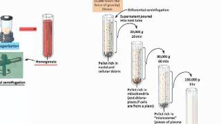 Cell Fractionationmp4 [upl. by Lered]