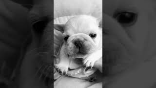 Cute puppy voice frenchie frenchbulldog pup puppy baby cute fypage [upl. by Duwe22]