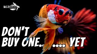 Dont Buy A Betta Fish YET Watch This First [upl. by Nauhs]