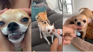 Chihuahua 2022mreviatarchip ozerimreviatar chip lazy dogFunny Dogs Reaction [upl. by Eikciv]