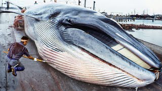 Japanese Traditional Food Whale Meat  Whale Meat Cutting Skill in Japan [upl. by Anaerdna]