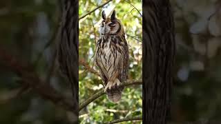 Striped Owl  Disovery the Owls with Manakin Nature Tours [upl. by Jeffries]