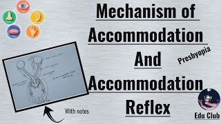 Accommodation Of Eye  Accommodation Reflex  Presbyopia  Special Senses Physiology [upl. by Mellicent]