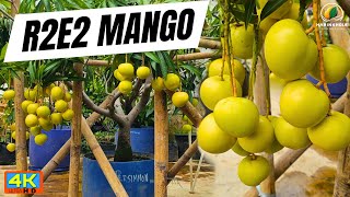 R2E2 mango tree [upl. by Lesna]