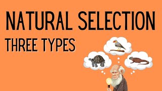 Natural Selection  3 Types [upl. by Haianeb349]