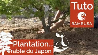 Plantation dun érable du Japon [upl. by Ohcamac]