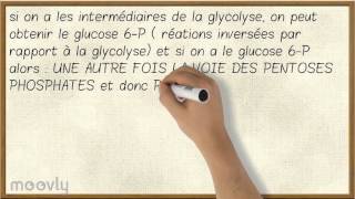 La Voie des Pentoses Phosphates [upl. by Geanine]