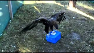 Wedgetailed Eagle plays with her toy  Leigh Valley Hawk and Owl Sanctuary [upl. by Brogle]