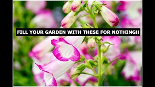 How to take cuttings of Penstemon and fill your garden with colour [upl. by Armanda862]