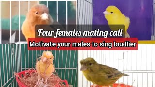 BEST mating call 4 females canary EVER to MOTIVATE your CANARY to sing LOUDLIER  HD LIVE training [upl. by Enajyram]