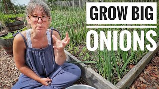 MY TOP 4 TIPS  Growing Big Onions [upl. by Aniarrol]