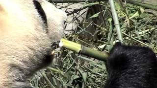 How a Panda eats bamboo Panda nursery near Chengdu China [upl. by Euqinomad]