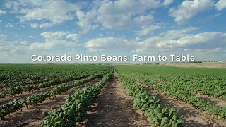 Colorado Pinto Beans Farm to Table [upl. by Etteval654]