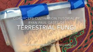 Cordyceps cultivation video by Ryan Paul Gates of Terrestrial Fungi [upl. by Adnwahsor]