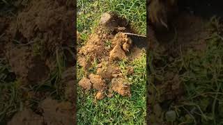 Palmyra palm tree seed are being planted P20 shorts nature [upl. by Annaoj]