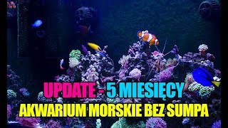 54 Glossy Reef 200  Update  5 miesięcy  Akwarium morskie bez sumpa  Reef aquarium [upl. by Rosenkranz]