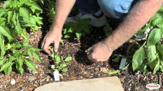 How To Thin Radish Seedlings [upl. by Ayiak]