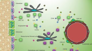 Bone Marrow Microenvironment  Haemopoietic Inductive Micro environment HIM [upl. by Zsuedat]