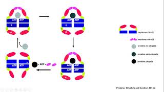 Chaperonas HSP70 y HSP60 [upl. by Patrizio]