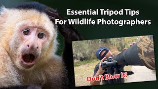 17 Essential Tripod Tips For Wildlife Photographers [upl. by Leontyne]