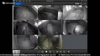 CLF Foaling Livestream 21224 [upl. by Fiedler]