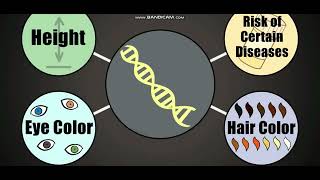 Biology with subtitle through AMOEBA SISTERS  DNA Chromosomes Genes and Traits [upl. by Attenol]