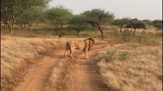 Asiatic lion roaring🦁King of gir🐾WildWorld [upl. by Thorma]