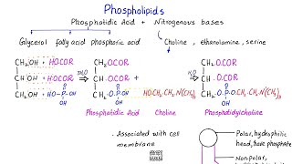 Phospholipids structure  phosphatidic acid  lipids  class 11 [upl. by Inaliak189]