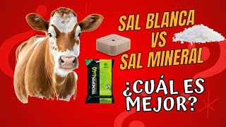 LA MEJOR SAL PARA TU GANADO SAL MINERAL O SAL BLANCA ¿CUÁL HAY QUE DAR [upl. by Kred]